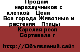 Продам 2 неразлучников с клеткой › Цена ­ 2 500 - Все города Животные и растения » Птицы   . Карелия респ.,Сортавала г.